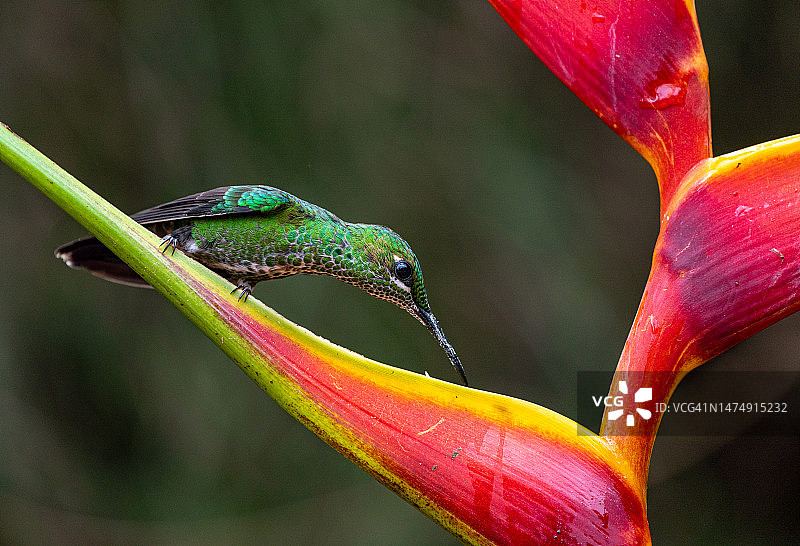 美丽的野生绿冠蜂鸟在哥斯达黎加的中央云雾森林附近的圣何塞和中美洲的波阿斯火山图片素材