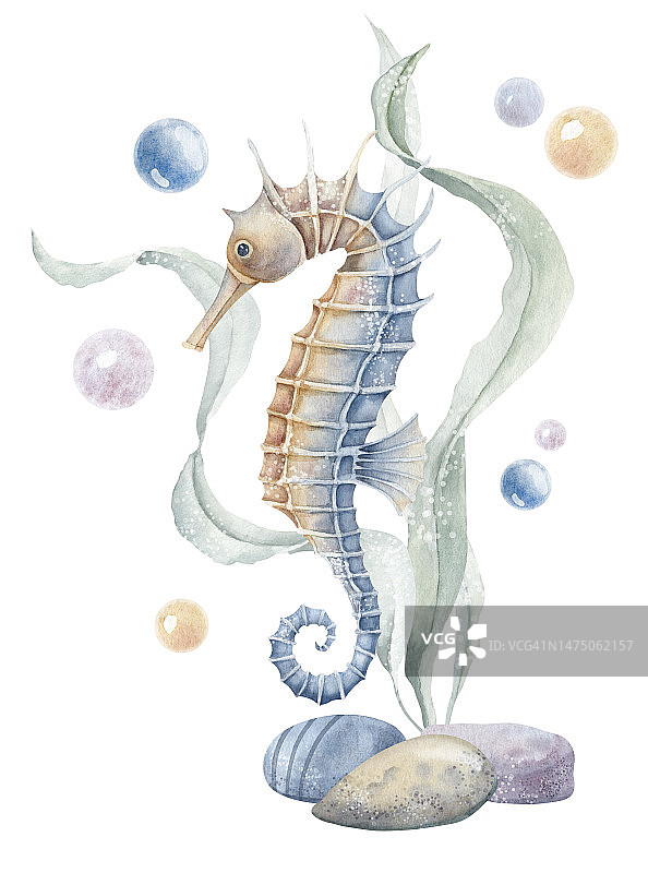 水彩构图与海马，海藻和气泡孤立的背景。手绘的海马插图。水下生活的彩色绘画海报或标志。海洋动植物图片素材