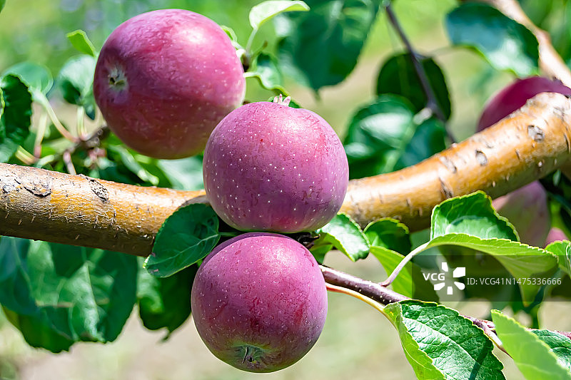 以美丽的果枝苹果树为主题的摄影，克拉约瓦，罗马尼亚图片素材