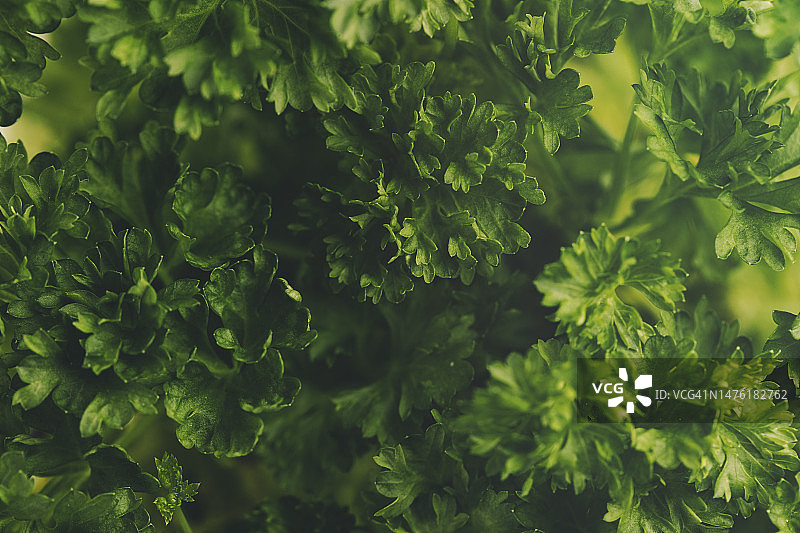 宏观视图的新鲜绿色欧芹叶。图片素材