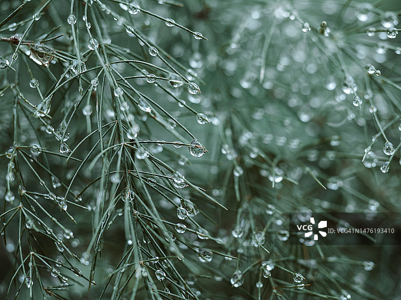 近距离的雨滴落在植物上，抽象的蓝色自然背景与水滴图片素材