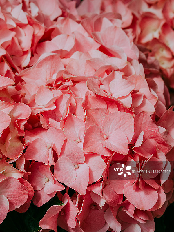 浪漫，柔和，美丽的图案粉红色绣球花的背景图片素材