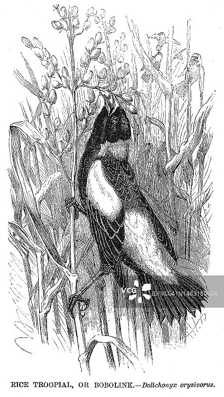Bobolink鸟雕刻插图1892图片素材