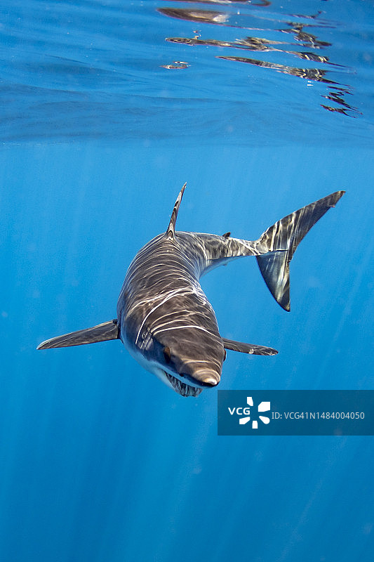 海面上的短鳍灰鲭鲨图片素材