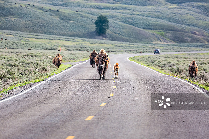 美洲野牛(水牛)和小牛走在路上图片素材