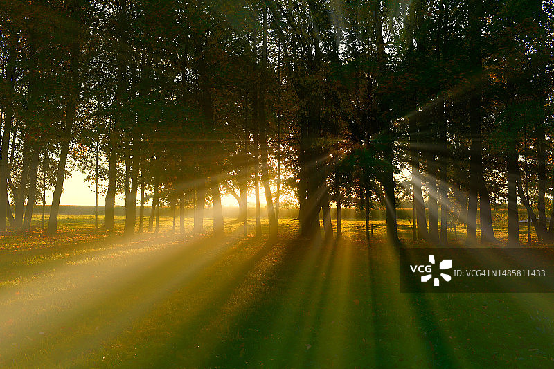 日落时，天空映衬着田野上树木的剪影图片素材
