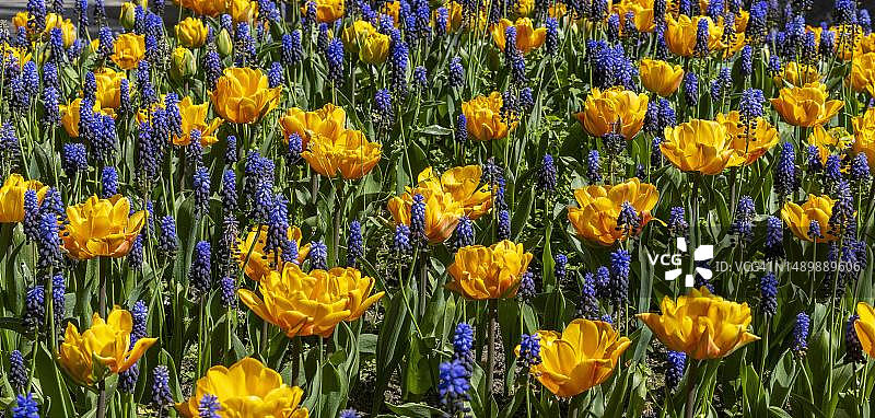 德国柏林，公园床上的黄色郁金香和蓝色葡萄风信子图片素材