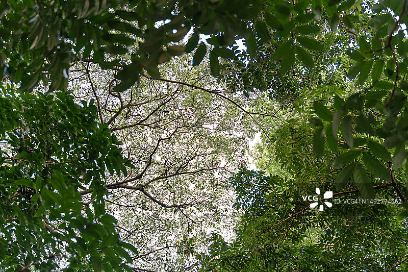 树木的低角度拍摄图片素材