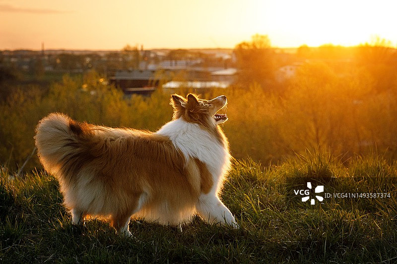 夕阳西下，柯利犬在田野上对着天空的侧视图图片素材