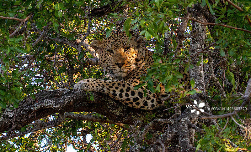 南非，豹子在树上放松的低角度照片图片素材