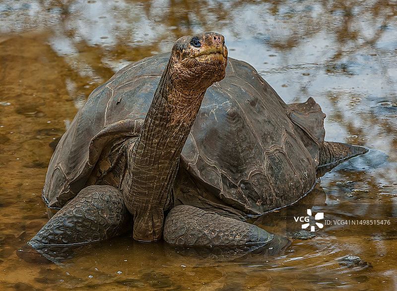 Lonesome George, 1910年- 2012年6月24日，雄性平塔岛龟，Chelonoidis niger abingdonii，该亚种的最后一个已知个体。平塔巨龟，阿宾顿岛龟，或阿宾顿岛巨龟。加拉帕戈斯群岛。图片素材