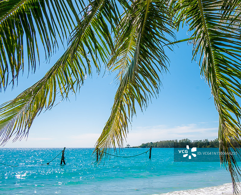 热带海滩背景上的棕榈叶图片素材
