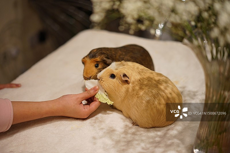 吃卷心菜叶子的豚鼠，英国图片素材