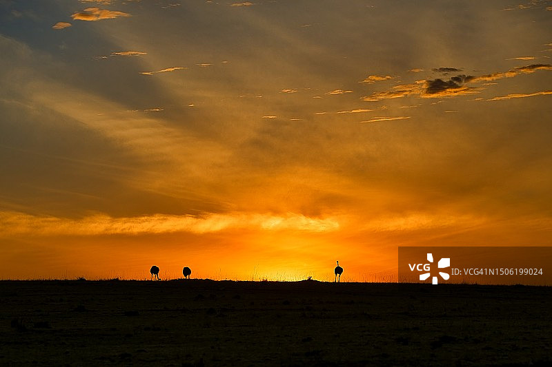 日落时分，肯尼亚马赛马拉，天空映衬着田野的剪影图片素材