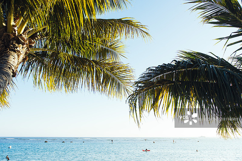 夏威夷海滩地平线上的两棵大棕榈树。图片素材