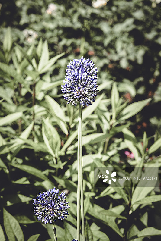 在一个阳光明媚的夏日，花园里的蓝色洋葱花。图片素材