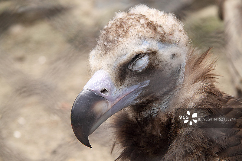 秃鹫——动物园里的大鸟图片素材