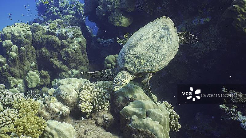 俯视图玳瑁海龟(Eretmochelys brbricata)或Bissa在一个美丽的热带珊瑚礁上吃硬珊瑚，红海，埃及图片素材
