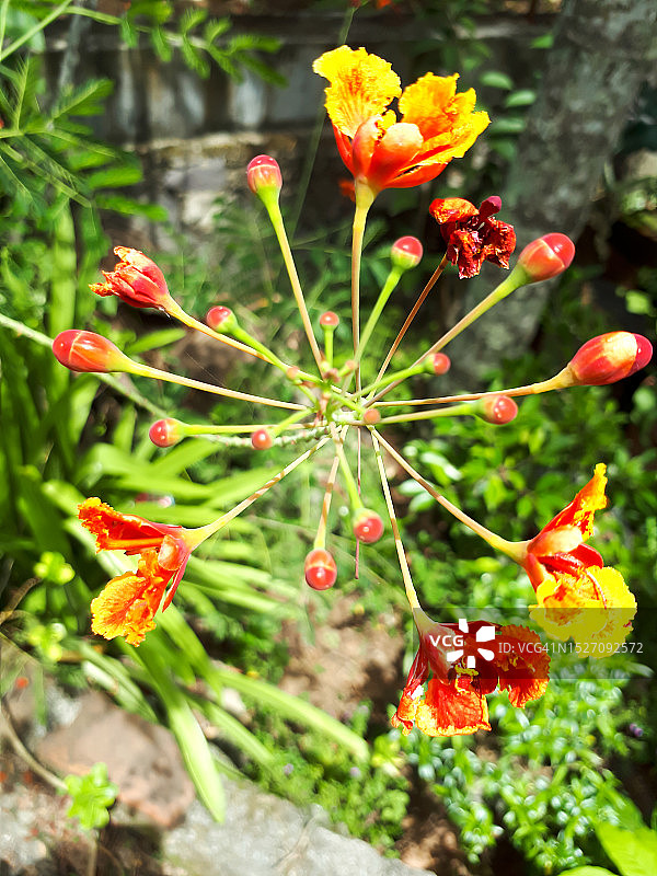 一个特写镜头的红色孔雀花生长在花园里图片素材