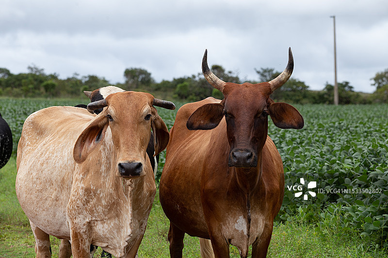 两只长角的奶牛在大豆地里直视镜头图片素材