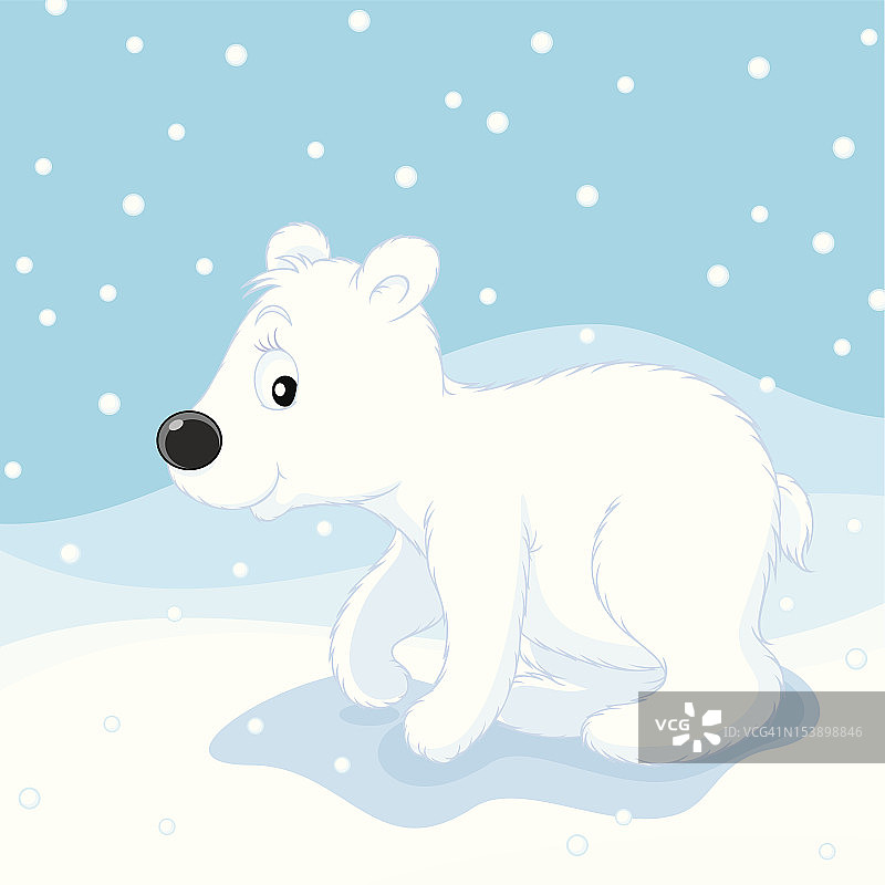 北极熊幼崽图片素材
