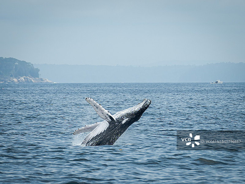美国缅因州布斯湾港，一头座头鲸在海里游泳图片素材