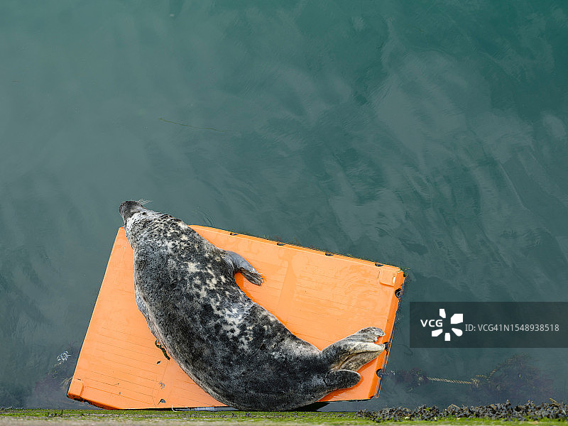在渔港的浮动平台上休息的海豹图片素材
