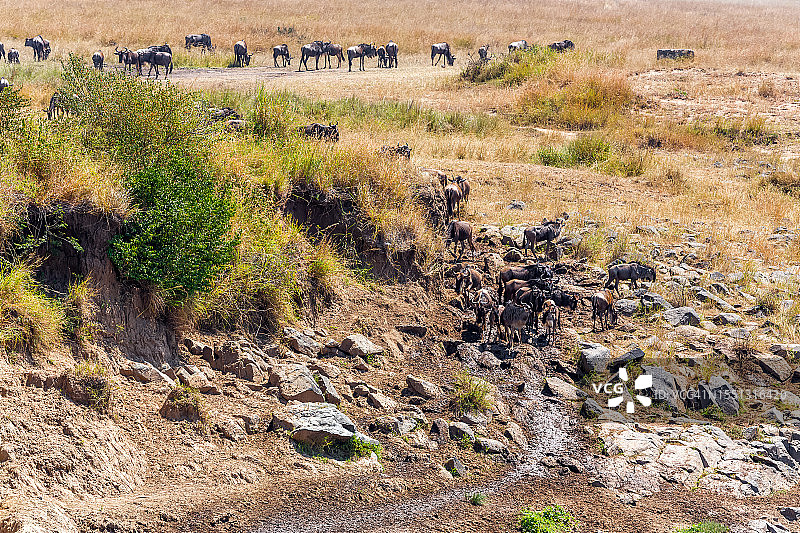 大迁徙中的马拉河角马羚羊图片素材