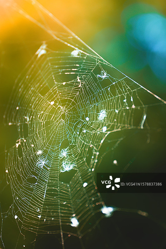 蜘蛛网,波兰图片素材