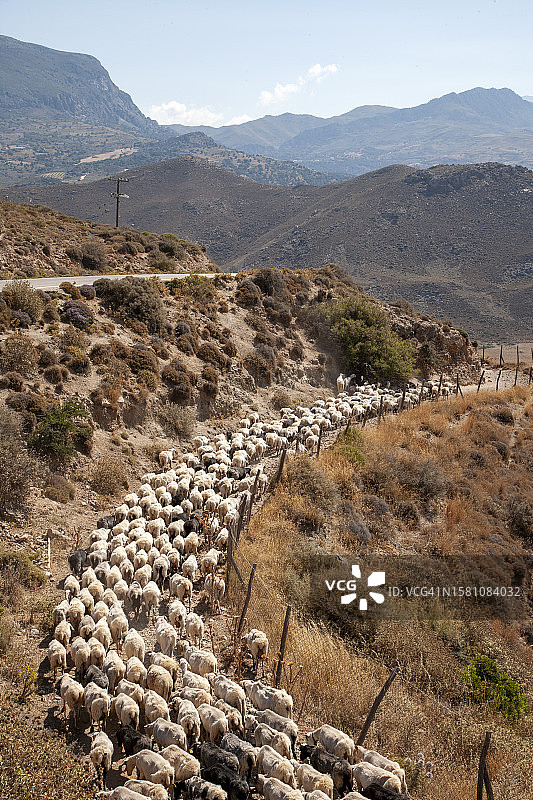 希腊。克里特岛的一群羊。图片素材