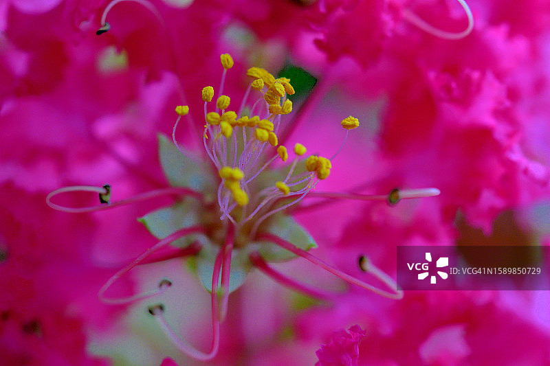 紫薇花/紫薇:直立和伸展的树与美丽的树皮和夏季开花图片素材