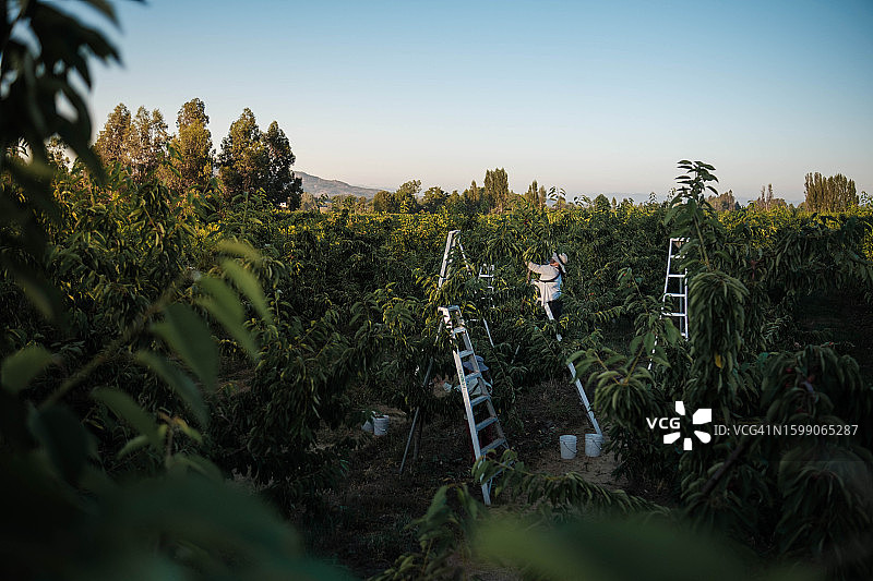 在智利南部的田地里收获樱桃的拉丁妇女图片素材