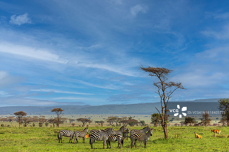 野生动物中的斑马群和羚羊图片素材