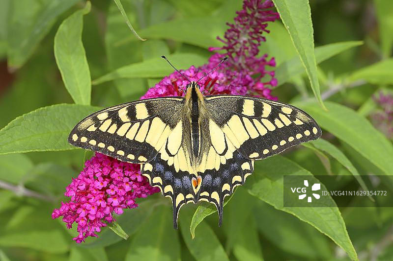 德国北莱茵-威斯特伐利亚，西格兰，燕尾(Papilio machaon)吮吸夏丁香(budleja davidii)上的花蜜图片素材