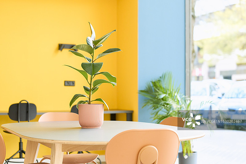 一张白色的木桌，桌子中央放着一盆植物，背景是黄色和蓝色的墙，椅子和一张长桌。图片素材