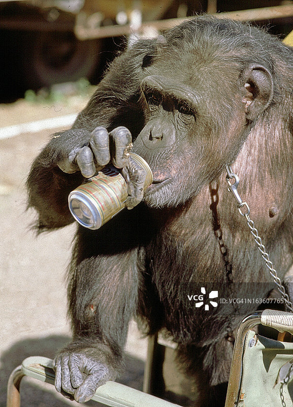黑猩猩喝啤酒图片素材