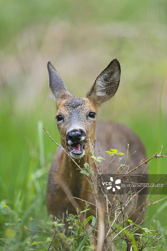 鹿(Capreolus Capreolus)，雌鹿在森林里吃树叶，狩猎破坏，德国黑森州图片素材