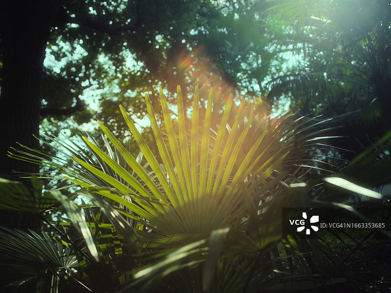 阳光下的棕榈叶图片素材