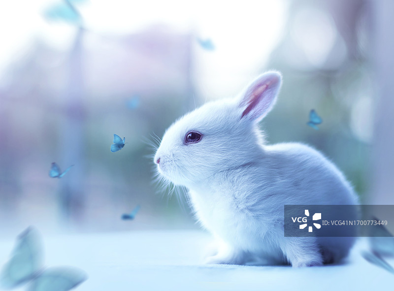 可爱的小兔子和蝴蝶图片素材
