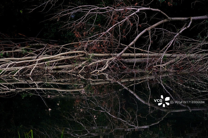 干树枝浸在池塘里图片素材