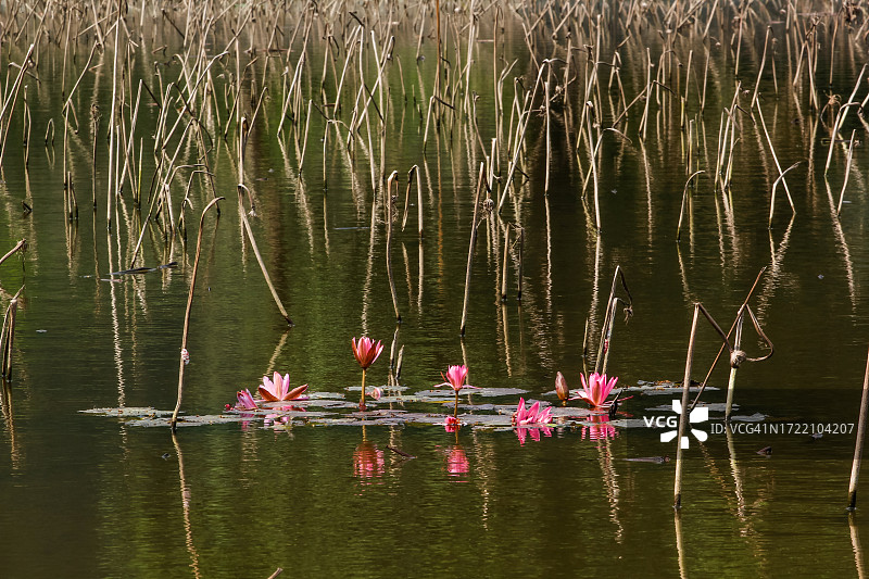 池塘里盛开的睡莲图片素材