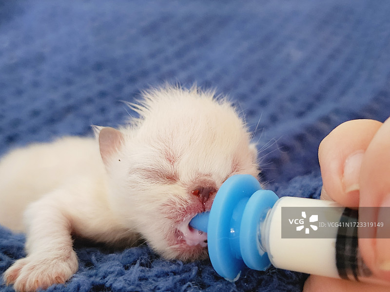 用奶瓶喂刚出生的小猫图片素材