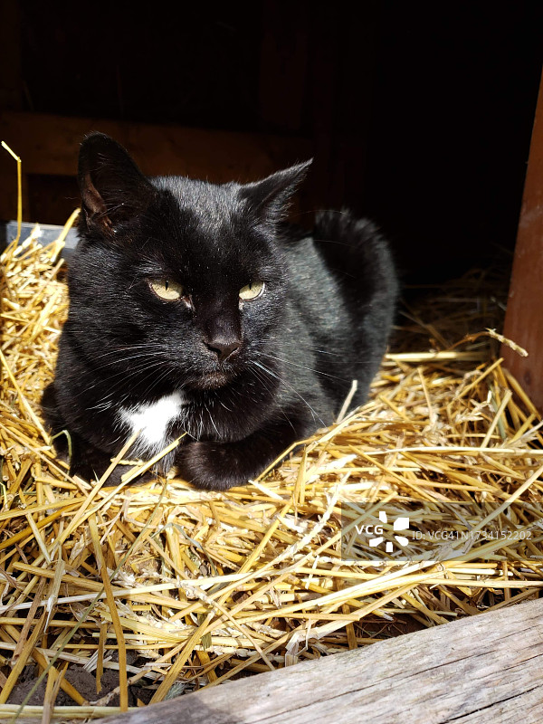 黑猫坐在干草上的特写图片素材