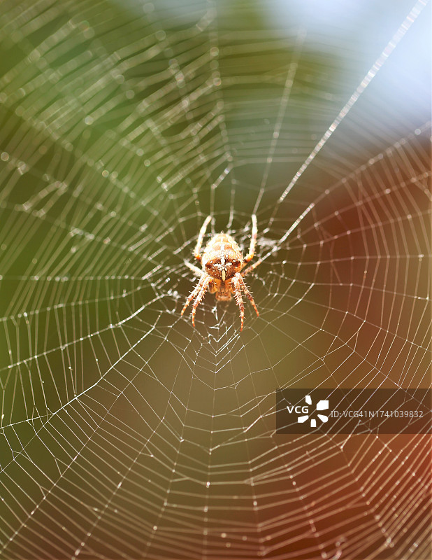 蜘蛛在网上的特写图片素材