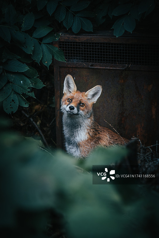 红狐坐在森林里的画像图片素材