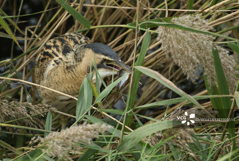 一只罕见的猎食卤鸟，星牛头鸟，在湖边的芦苇床上寻找食物。它刚刚抓到了一条鲈鱼，正准备吃掉它。图片素材