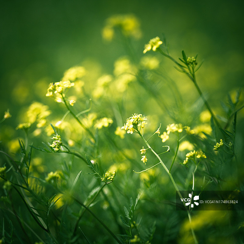 绿色的田野上开着黄色的花图片素材