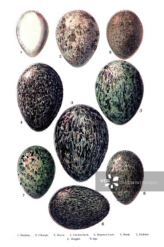 英国-欧洲鸟类蛋雕刻图片素材