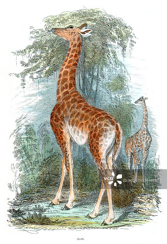 长颈鹿-复古的彩色雕刻图片素材