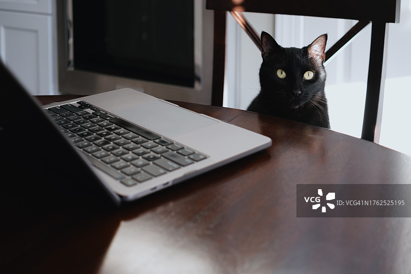黑猫坐在餐桌旁，手里拿着笔记本电脑图片素材